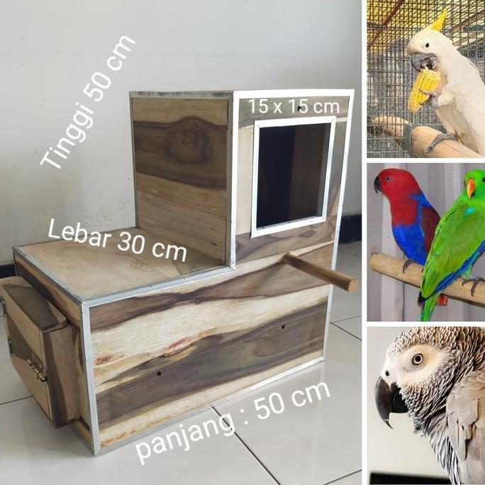 NEW PRICE - Glodok L Burung Parrot Kakatua Afgrey