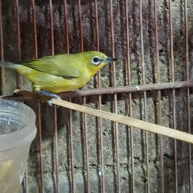 TERLARIS - PLECI DAKUN JATIM BETINA