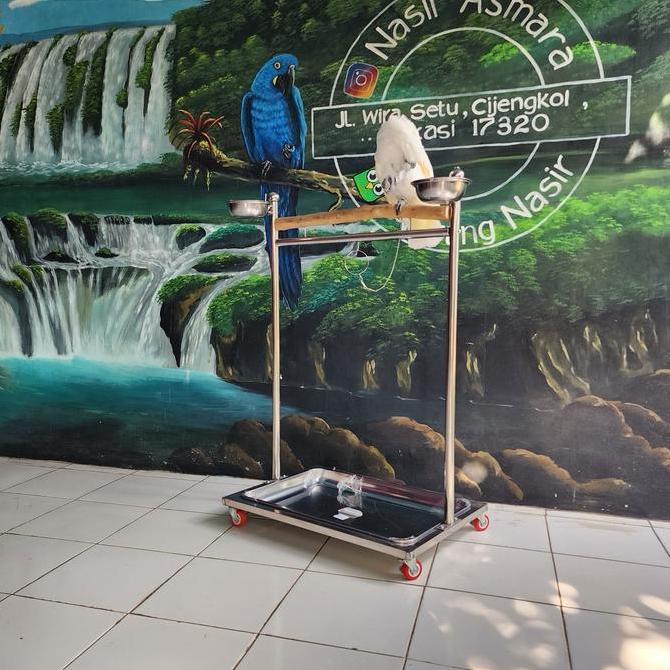 Tangkringan stainless untuk burung kakak tua macaw parrot