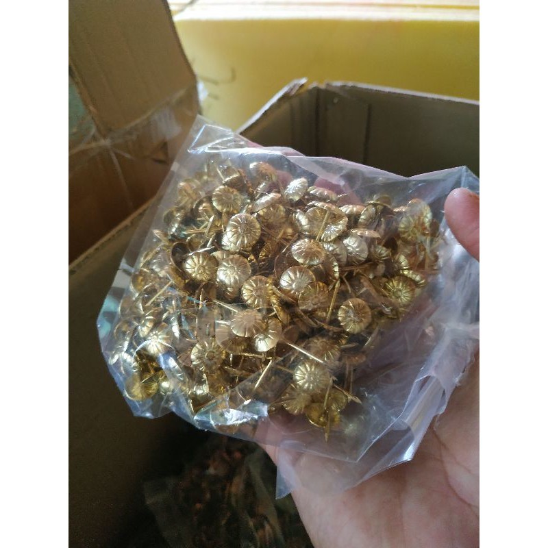 Paku Payung Emas / Paku Payung / Paku Payung Coklat