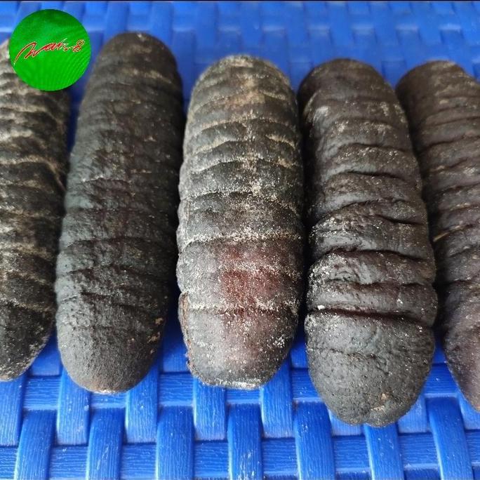 Teripang Gosok / HAI SOM kering