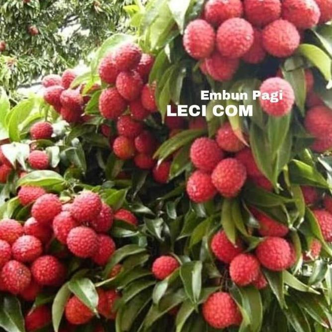 Bibit Pohon Buah Leci Com Dataran Rendah Cepat Berbuah Dari BISA BERBUAH DI POT
