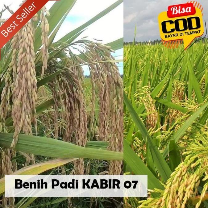 Bibit Padi Kabir 07 Benih Unggul 1 kg