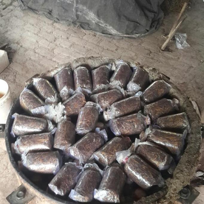 bibit jamur merang unggul