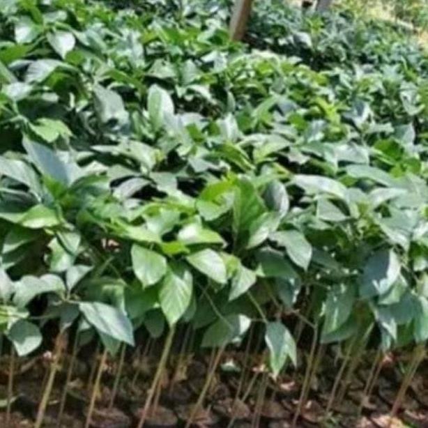 Bibit Alpukat Markus - Alpukat Kendil - Alpukat Super Jumbo