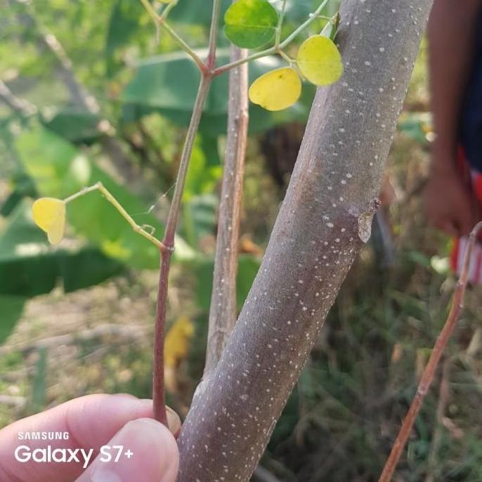 Stek 5 batang pohon kelor merah tanaman herbal