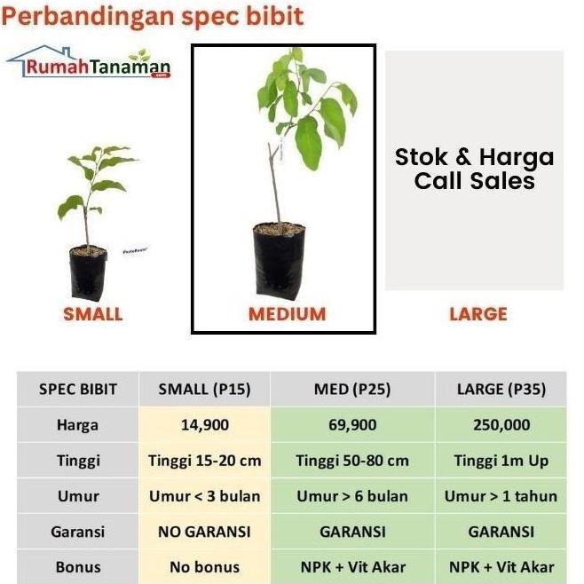 Bibit Srikaya Jumbo Asli Bergaransi, Pohon Buah Cangkok Valid kualitas premium