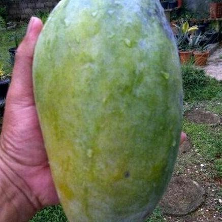 Bibit Buah Mangga Manalagi Jumbo Okulasi | Pohon Mangga kualitas premium