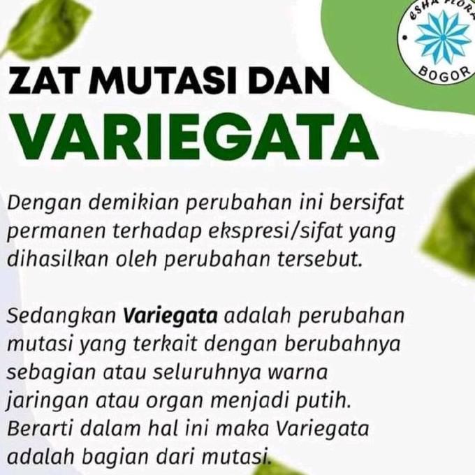 Zat Mutasi Variegata Esha Flora