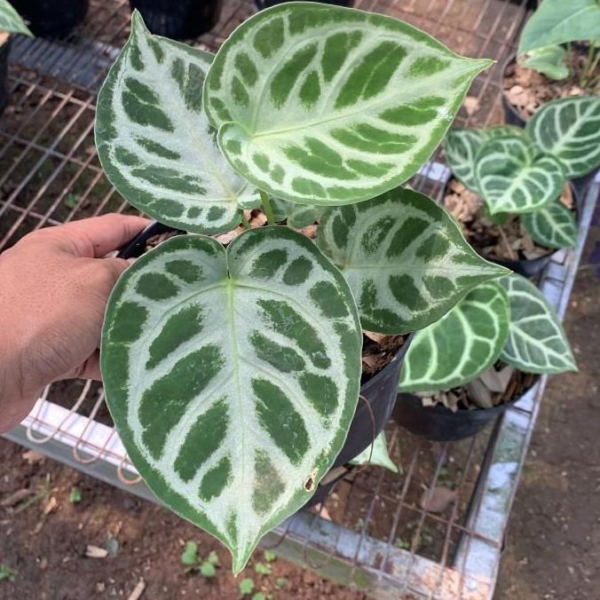 Anthurium Dorayaki Silver Blush - Dorayaki Silver Blush