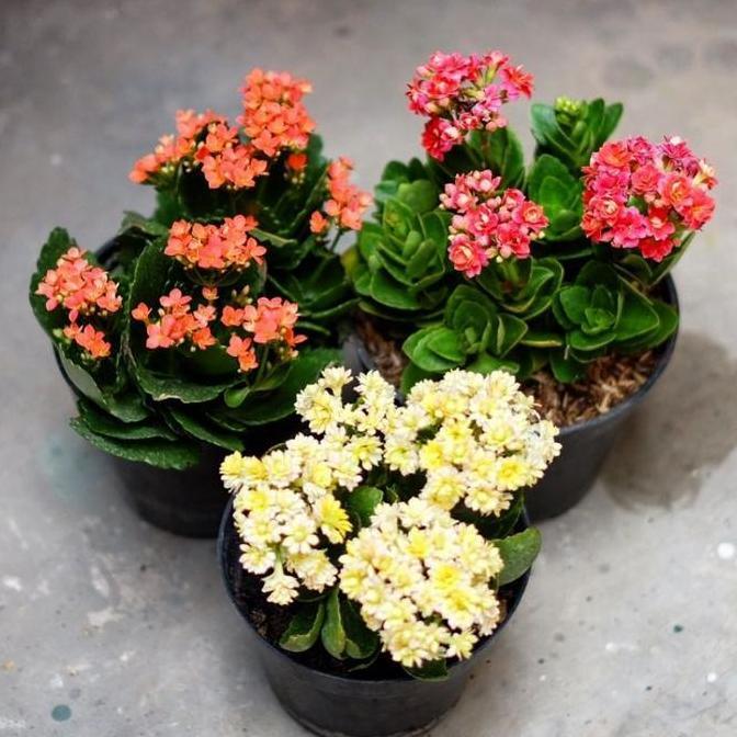 Paket Hemat Tanaman 3 Cocor bebek+pot