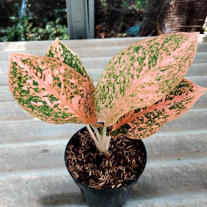 Aglonema Stardust Orange Ekonomis Remaja Daun 4