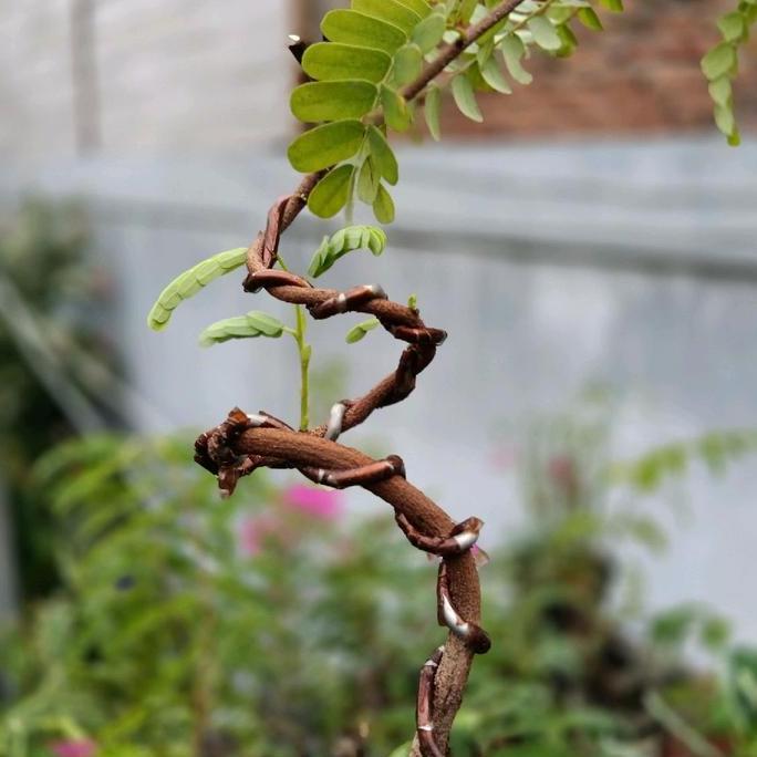 Bonsai asem jawa meliuk ekstrem Alami