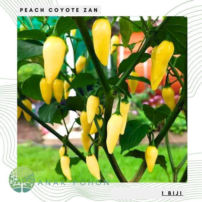 Benih Bibit Biji - Cabai Peach Coyote Zan (Cabe Buah Sangat Produktif) Pepper Seeds