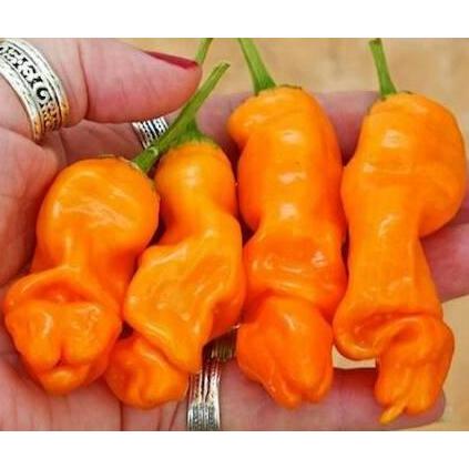 Benih Bibit Biji - Orange Peter Pepper Cabe Porno Pepper Seeds