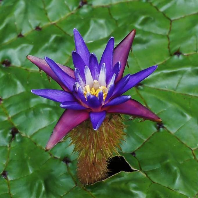 Benih Bibit Biji - Gorgon Lily / Prickly Water Lily Aquatic Plant Tanaman Air Teratai Berduri Euryal