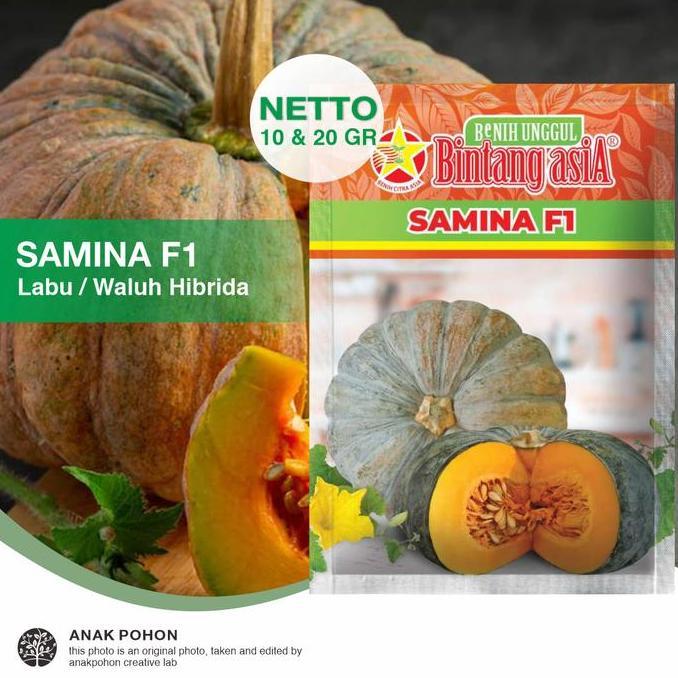 (1 PACK) Benih Labu SAMINA F1 Hibrida Labu Kuning Pulen Seeds - Bintang Asia