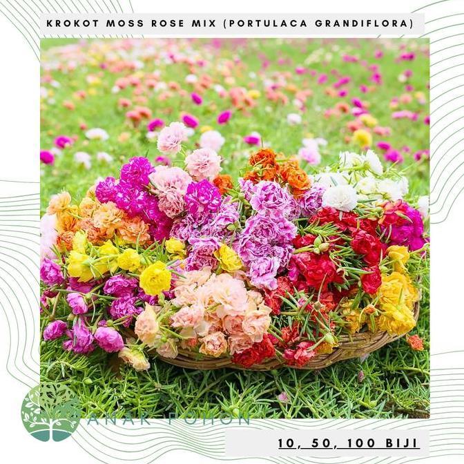 Benih Bibit Biji - Bunga Krokot Moss Rose Mix (Portulaca grandiflora) Krokot Mawar Single & Double F