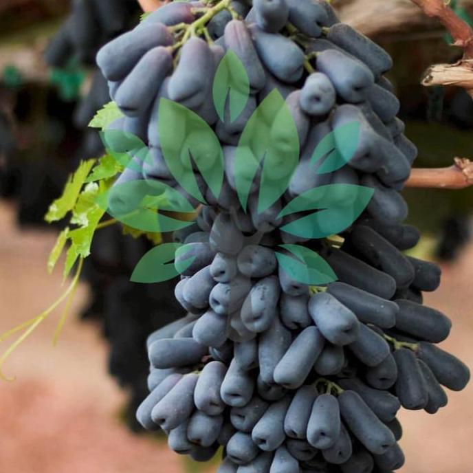 bibit tanaman buah anggur impor moondrop-bibit anggur moondrop import Terbaik