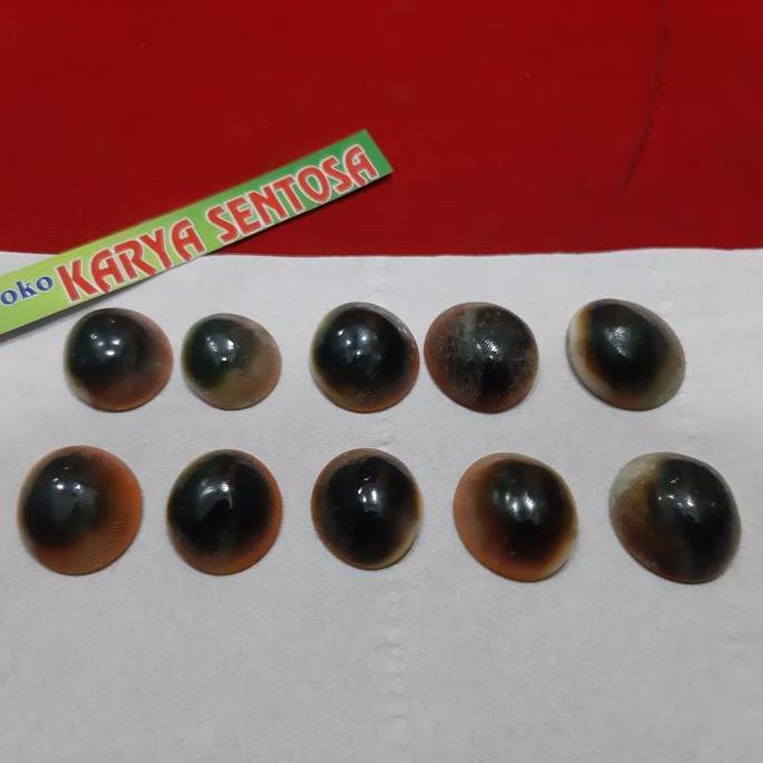 sepaket 10pcs keong buntet asli alam