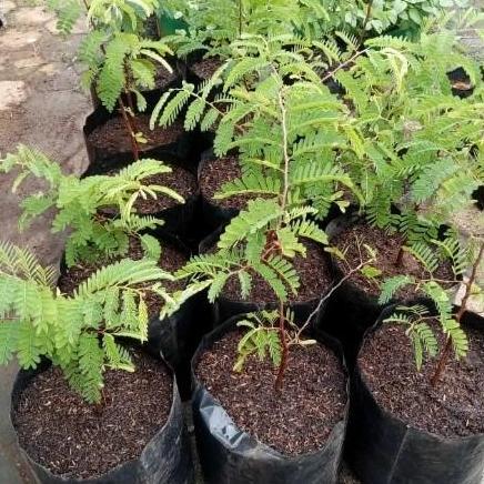 Bibit Asam Thailand Sweet Tamarind Tanaman Buah Asam Rasa Manis iiiii Terbaik