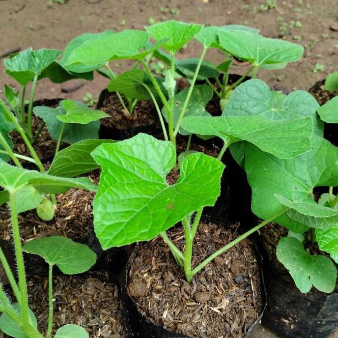 Bibit Pohon Buah Bligo Tanaman Buah Bligo Terbaik