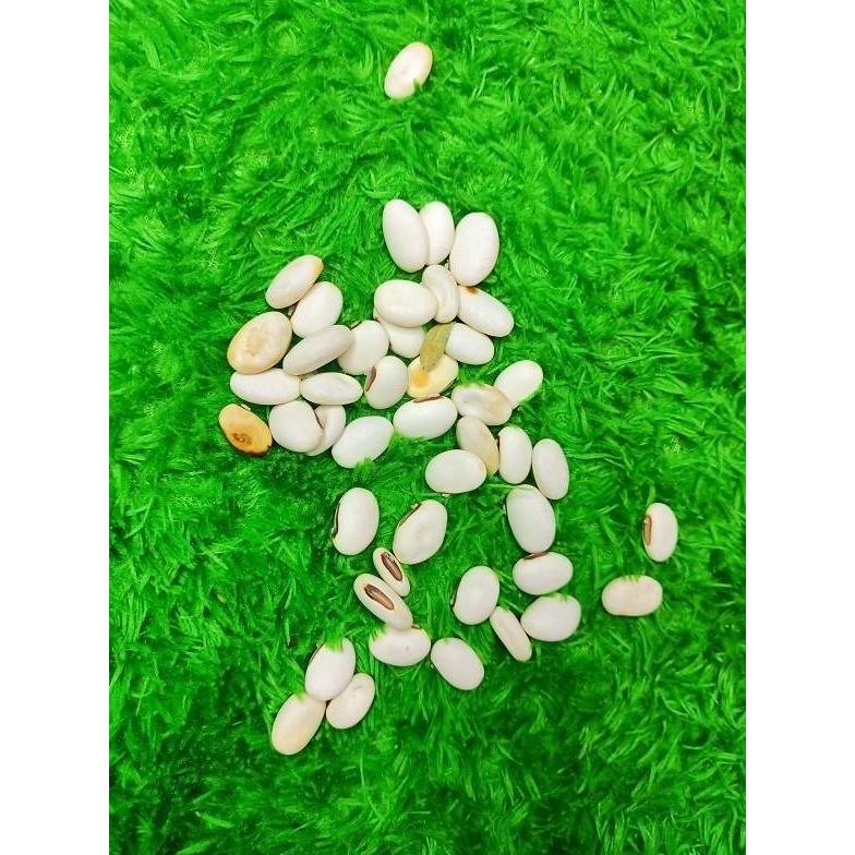 Kacang koro binong koro pedang 1Kg Organik