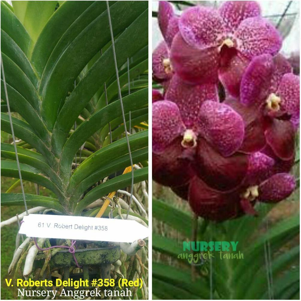 Anggrek Vanda Gantung Hybrid Dewasa Sehat Cerah