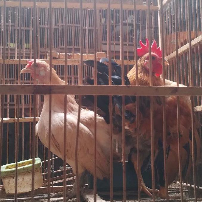 ayam serama sepasang indukan
