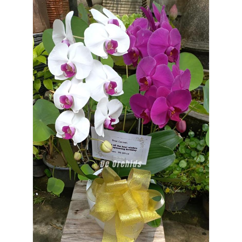 TERBARU|TERMURAH|BARU|PREMIUM|TERLARIS|GARANSI|DISKON|PROMO ANGGREK BULAN DEWASA ISI 2 POHON WARNA U