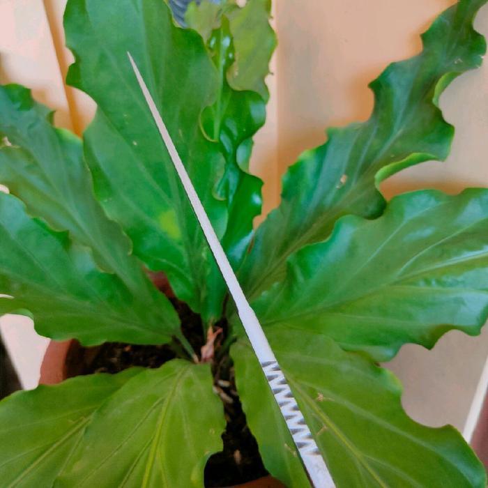 Golok asli Banten Cap Bintang full Johar