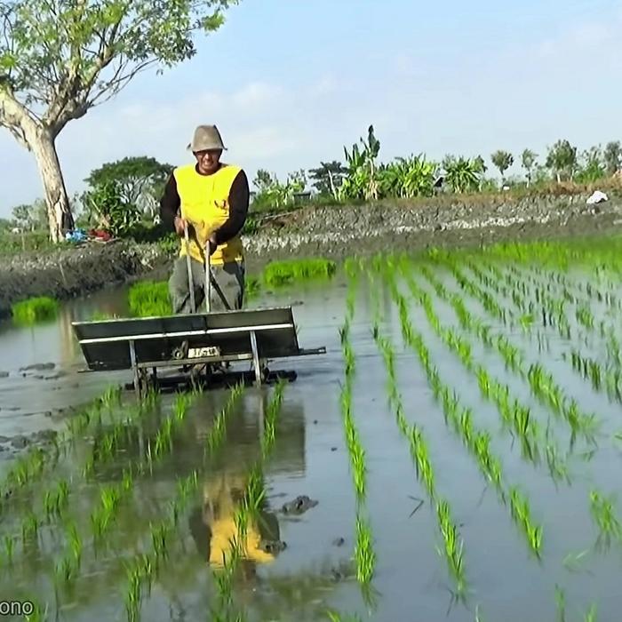 alat tanam padi transplanter manual