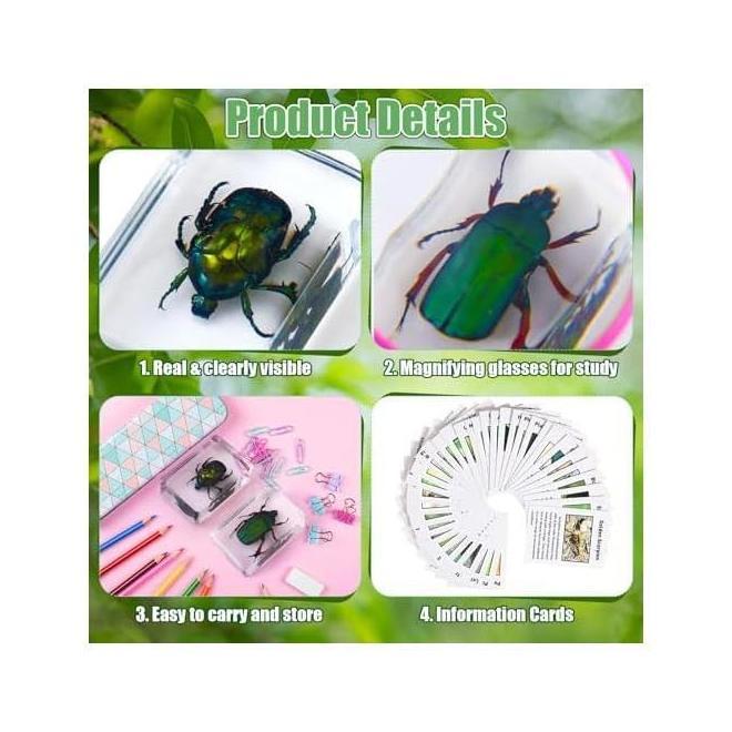 36 Buah Kit Penemuan Serangga Dalam Spesimen Resin Serangga Pemberat Kertas dengan Kartu Flash Infor