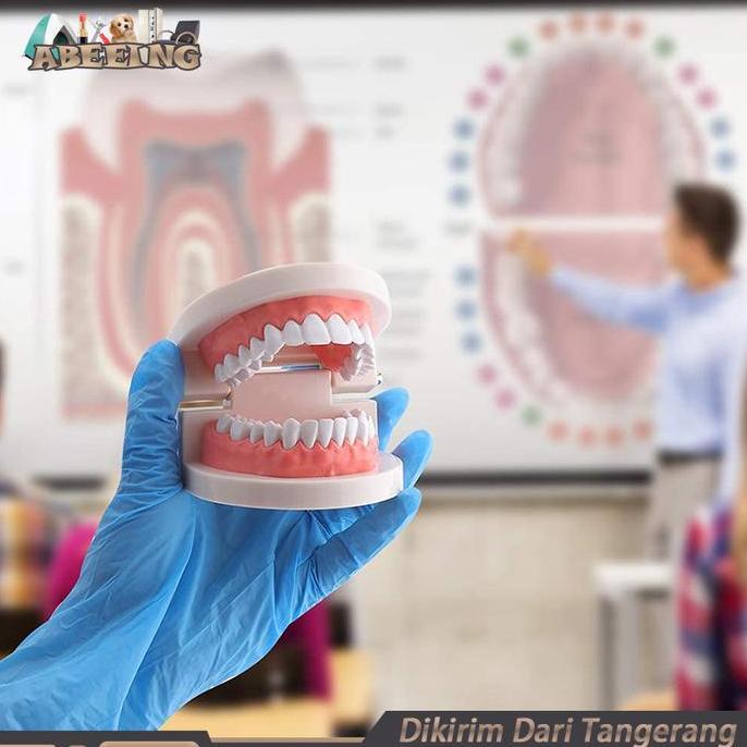 KASDIUM Model Gigi Edukasi Lepasan Alat Peraga Gigi Perlengkapan Medis