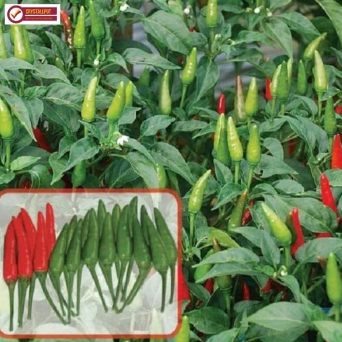 Okwemereza- Benih Bibit Cabai Rawit Pelita F1 Cap Panah Merah - Cabai Pelita F1