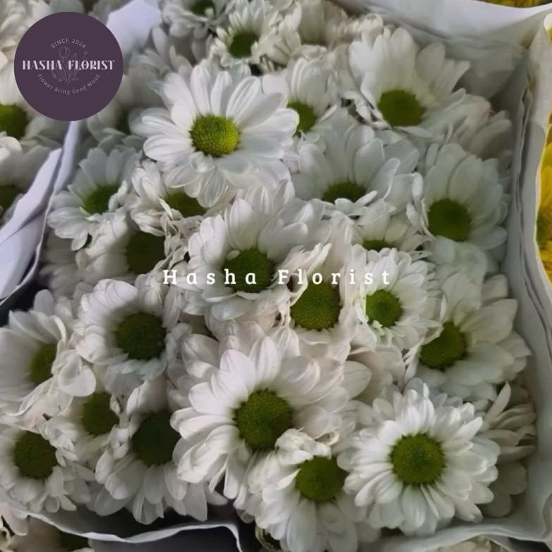 Bunga Aster Salmon SEMI IMPORT Fresh 10 TANGKAI ( Bunga Potong Segar Jakarta ) - By Hasha Florist