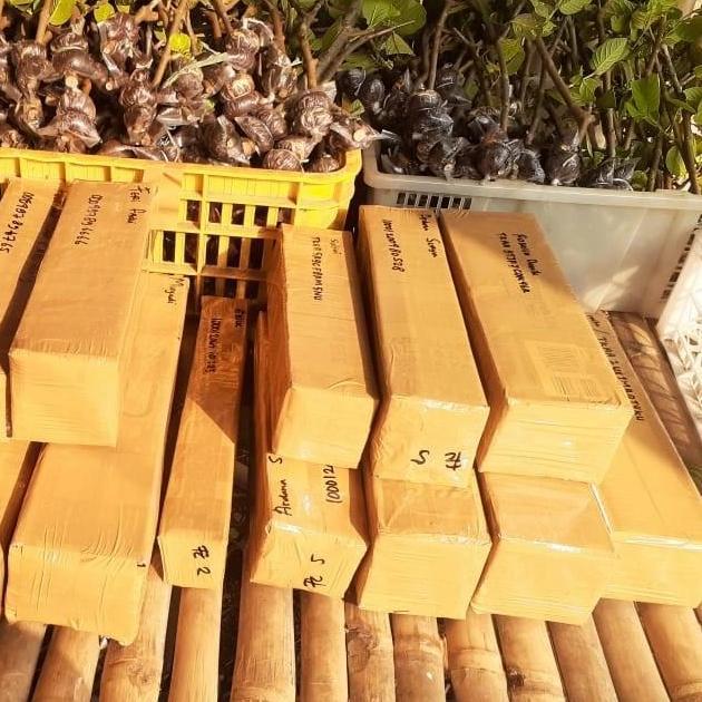 fresh cangkok jambu kristal merah