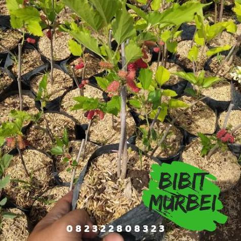 Bibit Murbei Pohon Murbei Tanaman Murbei
