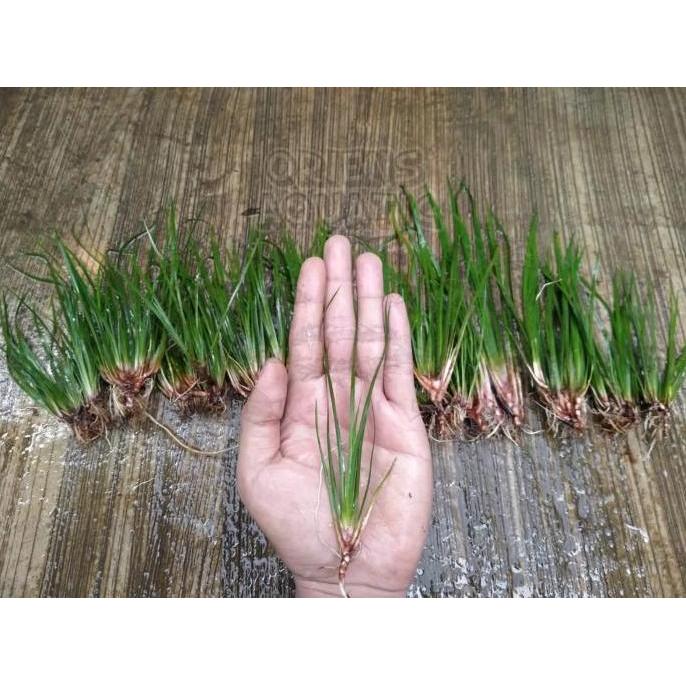 Tanaman Paludarium/Terarium - Acorus Calamus