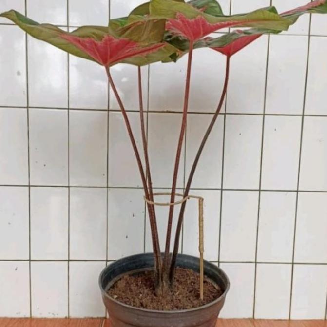 turus penyangga tanaman Keladi