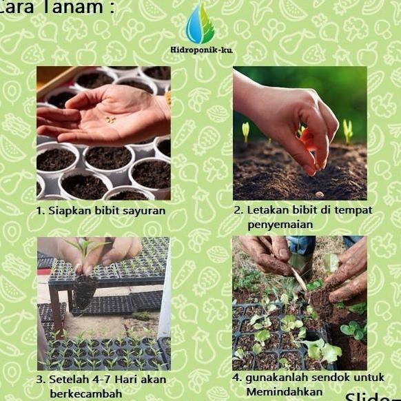 Bibit / Benih Terong Putih (30 Butir) Cap Panah Merah Hidroponik ku