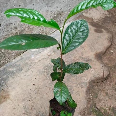 Bibit Pohon Daun Teh Hijau - Tanaman Herbal asli TARAJU