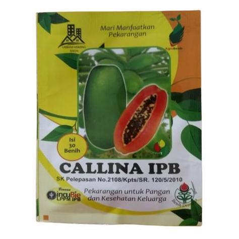 Benih Pepaya Callina IPB (IPB9)