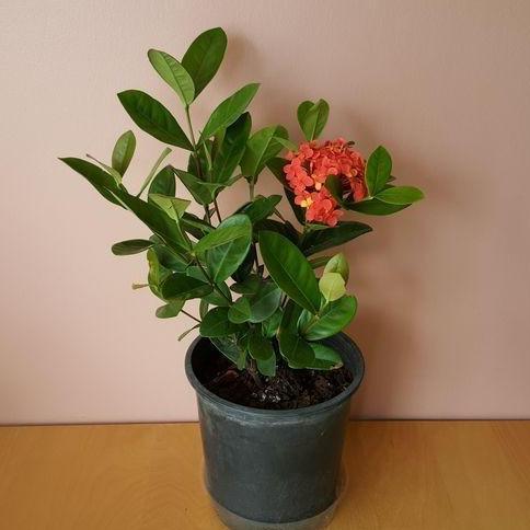 tanaman hias asoka hawai merah - soka daun besar