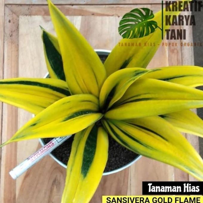 Tanaman hias sansivera gold flame - Sansivera golden flame - sansivera