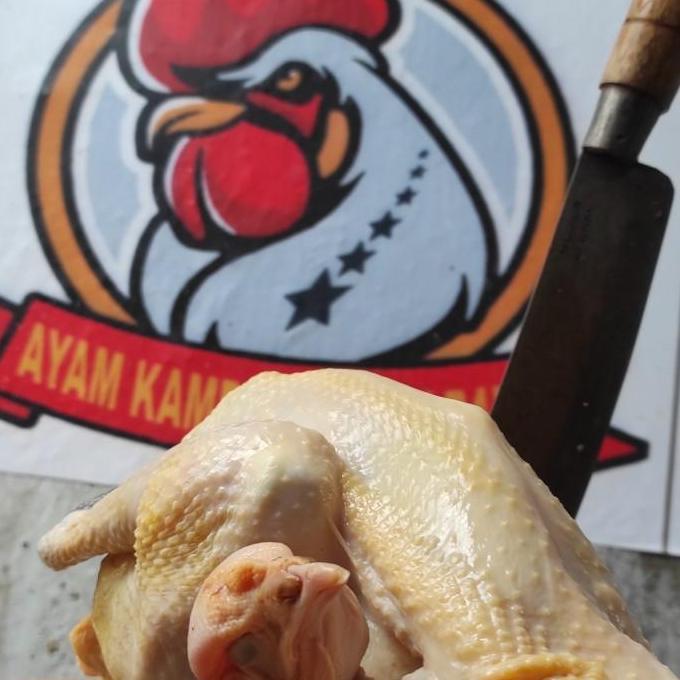 AYAM KAMPUNG EXTRA LARGE (muda)