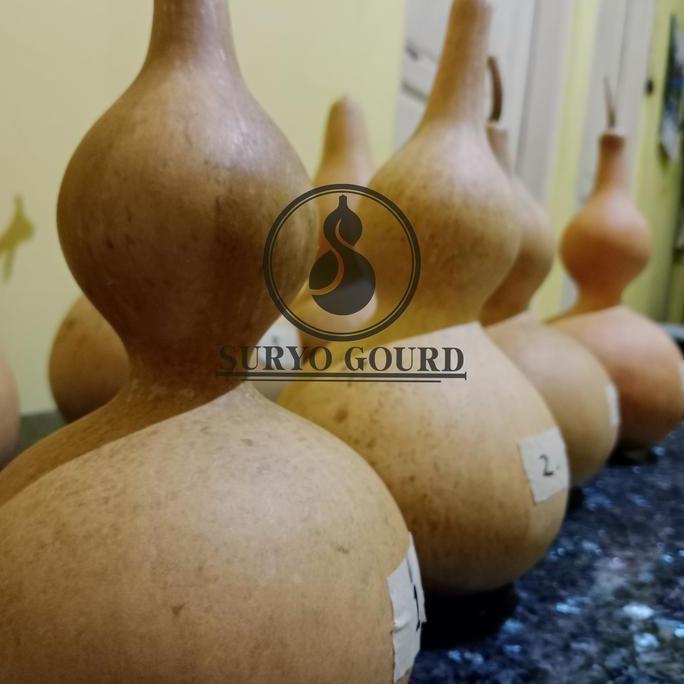 Labu botol | Labu botol kering | Labu botol china | drunken master | Bottle gourd | Labu botol asli 