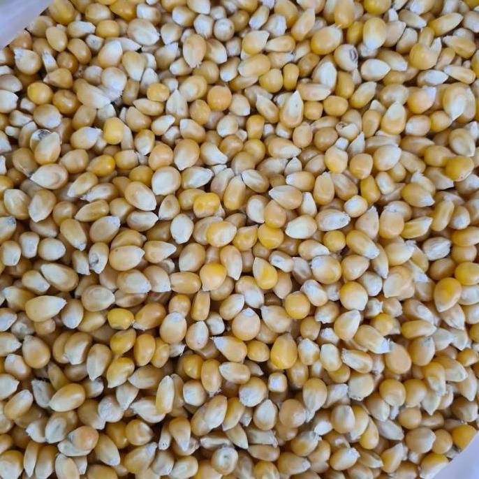 Jagung Popcorn 1kg