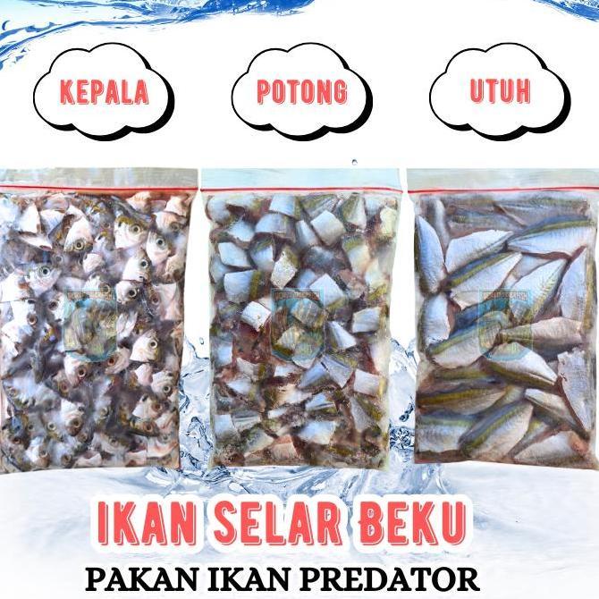 Yujitaro- Ikan Selar Beku Fresh Lempeng 500Gr Pakan Ikan Predator Ikan Potong