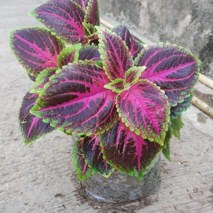 tanaman hias miyana / kembang miyana